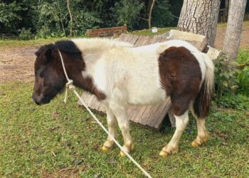 Se o dono não aparecer, o animal será encaminhado para adoção. PMNH/Divulgação