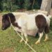 Se o dono não aparecer, o animal será encaminhado para adoção. PMNH/Divulgação