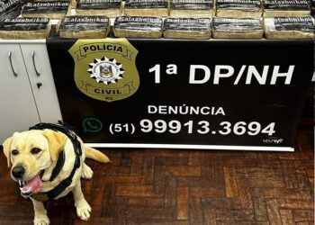 A cachorra farejou por em diversos locais até sinalizar a detecção de algo ilícito. Polícia Civil/Divulgação