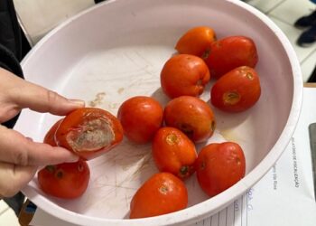 Alimentos estragados e vencidos foram encontrados pelos fiscais. PMNH/Divulgação