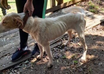 Animais registravam desnutrição profunda. Fotos PMNH/Divulgação
