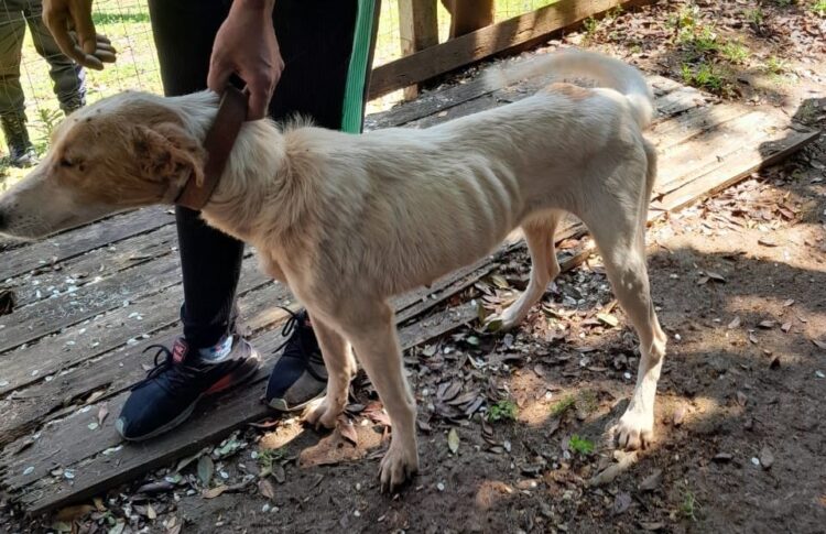 Animais registravam desnutrição profunda. Fotos PMNH/Divulgação