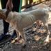 Animais registravam desnutrição profunda. Fotos PMNH/Divulgação