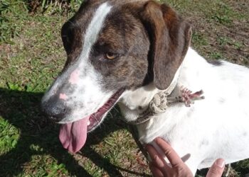 O Centro Municipal de Proteção Animal de Novo Hamburgo (CEMPRA) está com os atendimentos externos temporariamente suspensos. PMNH/Divulgação