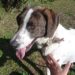 O Centro Municipal de Proteção Animal de Novo Hamburgo (CEMPRA) está com os atendimentos externos temporariamente suspensos. PMNH/Divulgação