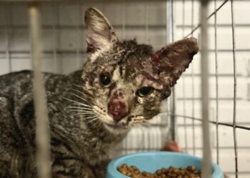 A esporotricose tem se disseminado de forma alarmante pelas suas principais vítimas, os felinos. Divulgação