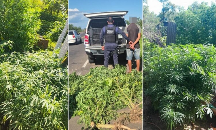 Plantação estava em área junto da Avenida dos Municípios. PMNH/Divulgação