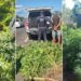 Plantação estava em área junto da Avenida dos Municípios. PMNH/Divulgação