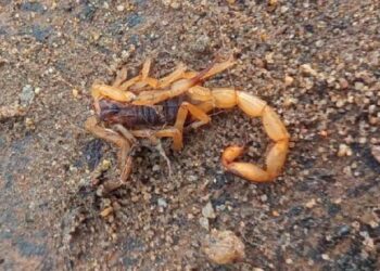 Moradora do bairro Vicentina identificou o escorpião. Divulgação