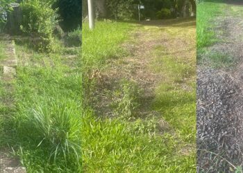 Situação verificada na Rua Paes Leme e na escadaria que se esconde no meio de tanto mato