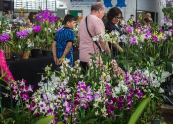 Para quem gosta de orquídeas é uma oportunidade de ficar frente a frente com variedades raras e até comprar uma para produção. Divulgação