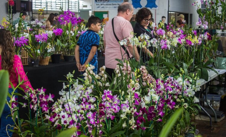 Para quem gosta de orquídeas é uma oportunidade de ficar frente a frente com variedades raras e até comprar uma para produção. Divulgação