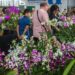 Para quem gosta de orquídeas é uma oportunidade de ficar frente a frente com variedades raras e até comprar uma para produção. Divulgação