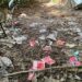 Centenas de preservativos espalhados em diferentes trilhas cercadas por pinheiros
