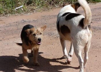 Abandono de animais ocoreu neste sábado (25), na Estrada Afonso Strack, no bairro Lomba Grande. PMNH/Divulgação