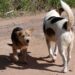 Abandono de animais ocoreu neste sábado (25), na Estrada Afonso Strack, no bairro Lomba Grande. PMNH/Divulgação