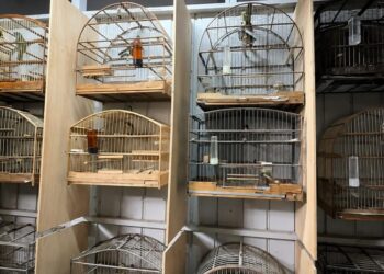 No local, 35 aves foram apreendidas e outras 44 gaiolas estavam vazias. PMNH/Divulgação