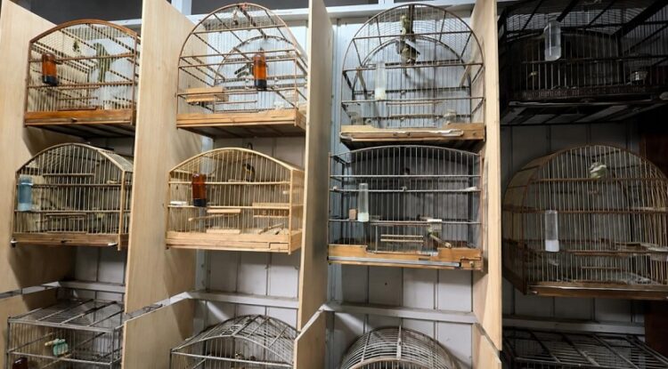 No local, 35 aves foram apreendidas e outras 44 gaiolas estavam vazias. PMNH/Divulgação