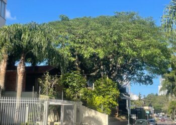 Um registro feito na quinta-feira: este flamboyant não existe mais
