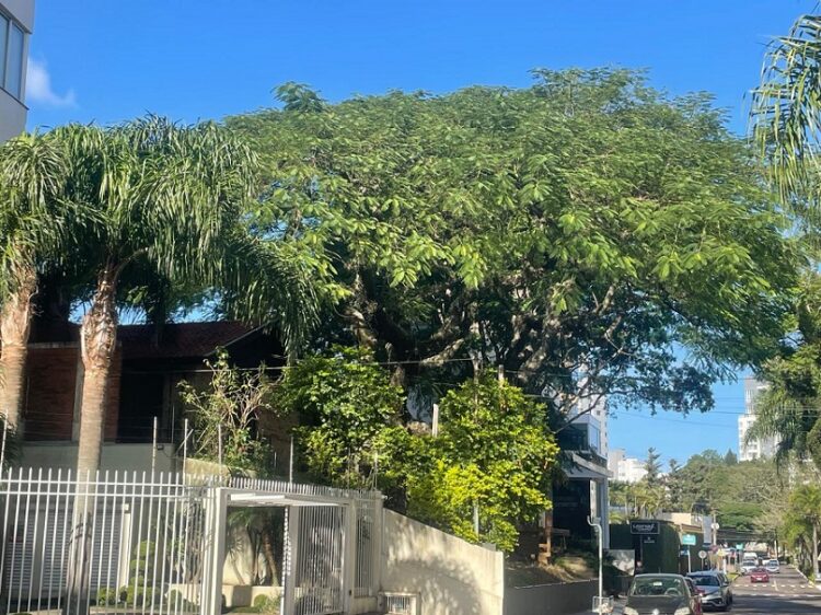 Um registro feito na quinta-feira: este flamboyant não existe mais