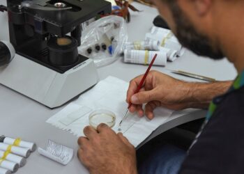 Foram coletadas 252 amostras de larvas e/ou pupas de mosquitos, que foram encaminhadas para identificação no laboratório da instituição. Andrieli Siqueira/Universidade Feevale
