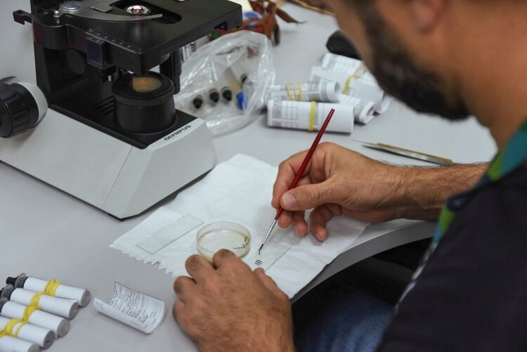 Foram coletadas 252 amostras de larvas e/ou pupas de mosquitos, que foram encaminhadas para identificação no laboratório da instituição. Andrieli Siqueira/Universidade Feevale