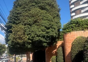 Segundo a filha do homenageado, árvore tem quase 100 anos