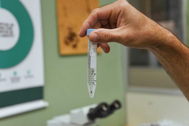 Análises de amostras e elaboração do boletim são feitas na Feevale. Andrieli Siqueira/Universidade Feevale
