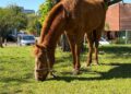 Os cavalos não devem ser utilizados em trabalhos pesados. Otávio Eberhardt/PMNH