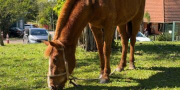 Os cavalos não devem ser utilizados em trabalhos pesados. Otávio Eberhardt/PMNH