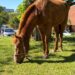 Os cavalos não devem ser utilizados em trabalhos pesados. Otávio Eberhardt/PMNH