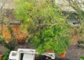 Moradores lamentam tantos cortes e podas na Avenida Maurício Cardoso. Divulgação
