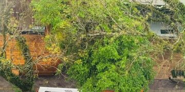 Moradores lamentam tantos cortes e podas na Avenida Maurício Cardoso. Divulgação